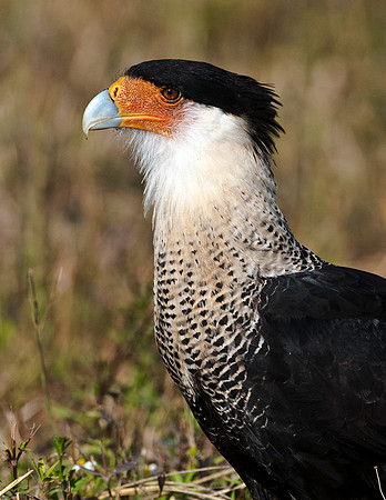 CRESTED CARACARA