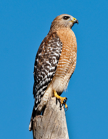 RED-SHOULDERED HAWK