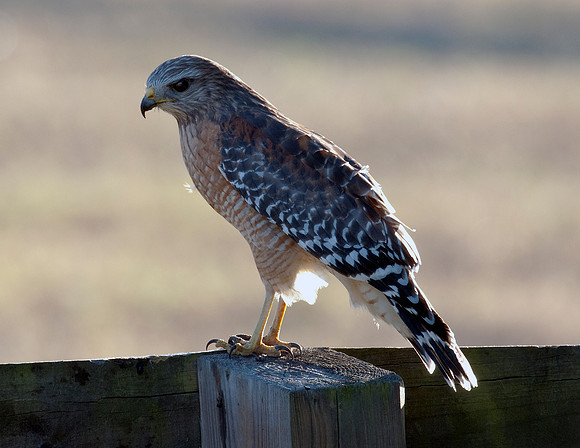 RED-SHOULDERED HAWK