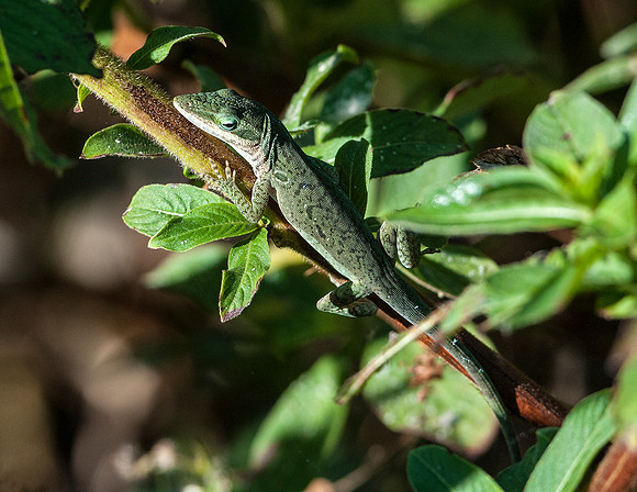 ANOLE