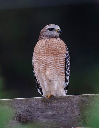 RED-SHOULDERED HAWK