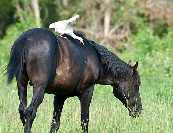 HORSE AND CATTLE EGRET