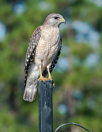 RED-SHOULDERED HAWK