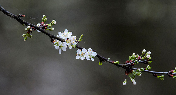 SAND PLUM BLOSSOMS