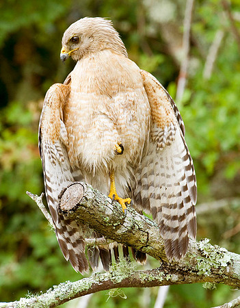 RED-SHOULDERED HAWK