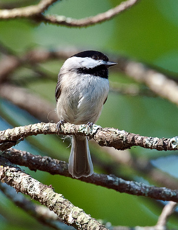 BLACK-CAPPED CHICKADEE