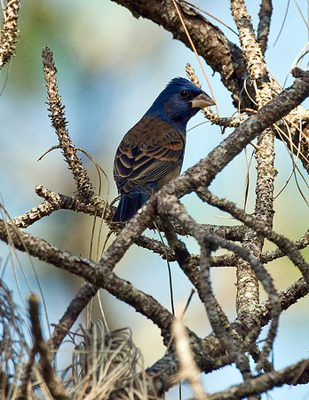 BLUE GROSBEAK