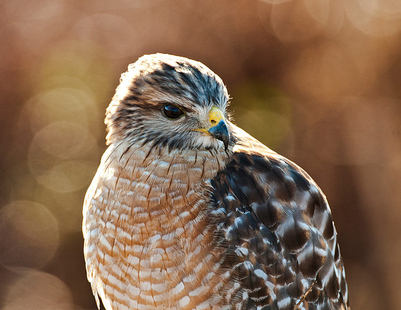 RED-SHOULDERED HAWK