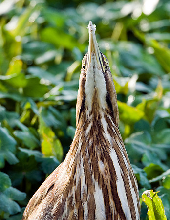AMERICAN BITTERN