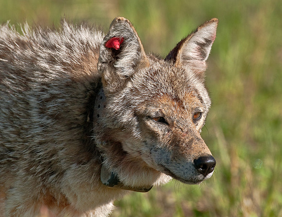 COYOTE