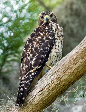 RED-SHOULDERED HAWK
