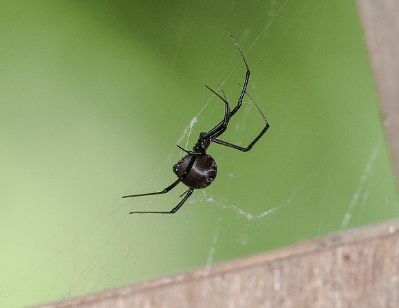 BLACK WIDOW SPIDER