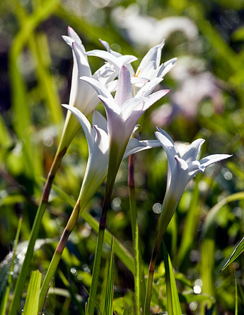 RAIN LILLIES