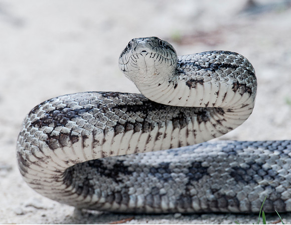 RAT SNAKE