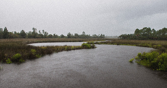 BLACK POINT SWAMP AT SHELL MOUND, FLORIDA