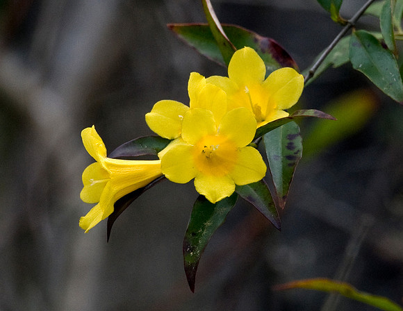 YELLOW JESSAMINE