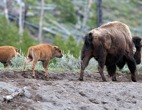 BISON AND CALF