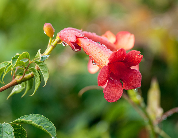 TRUMPET CREEPER