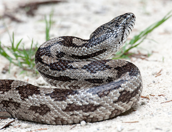 RAT SNAKE