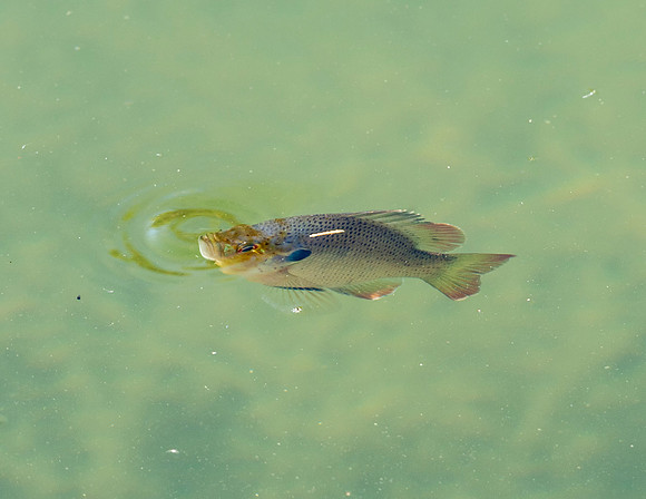 SPOTTED SUNFISH