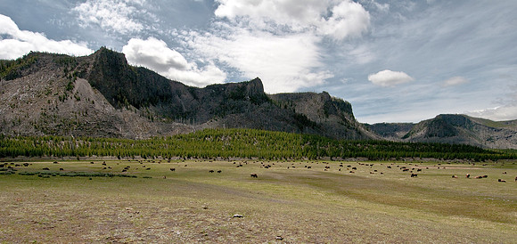 BISON IN YELLOWSTONE NATIONAL PARK