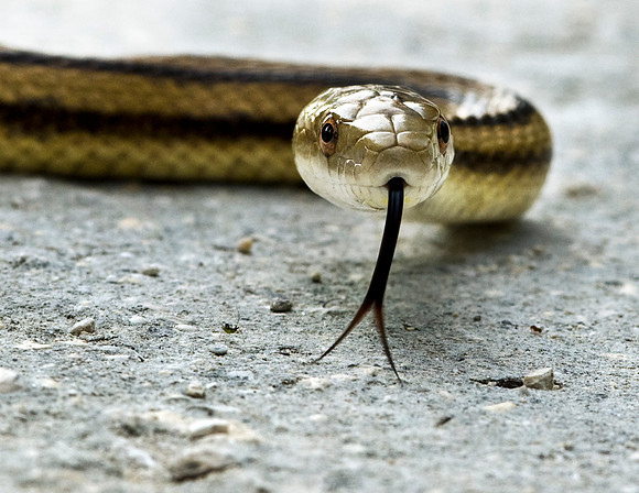 YELLOW RAT SNAKE