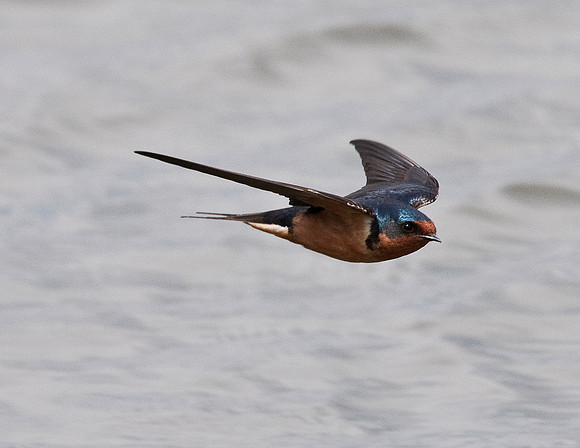 BARN SWALLOW