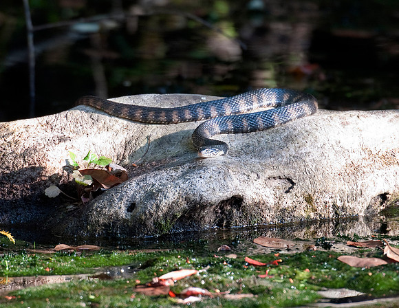 BANDED WATER SNAKE