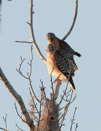 RED-SHOULDERED HAWKS