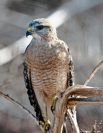 RED-SHOULDERED HAWK