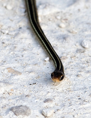 PENINSULA RIBBONSNAKE