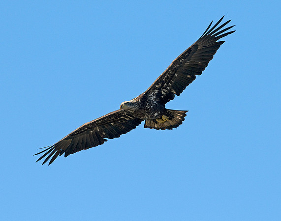 BALD EAGLE