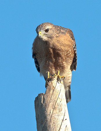 RED-SHOULDERED HAWK