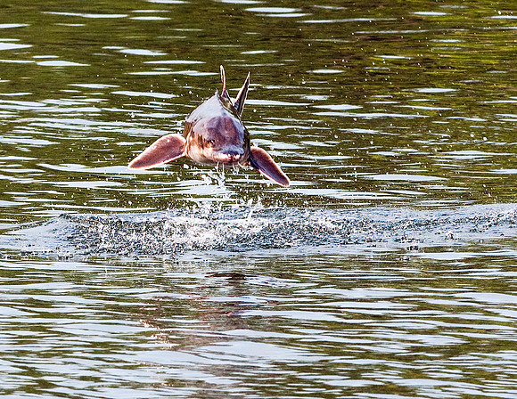 GULF STURGEON