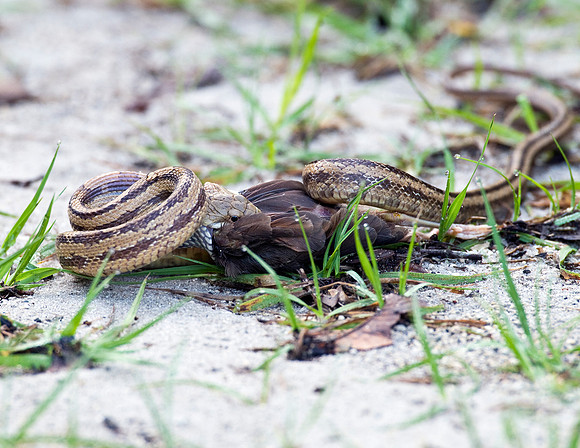 YELLOW RATSNAKE EATING BABY BIRD