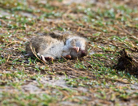 HISPID COTTON RAT