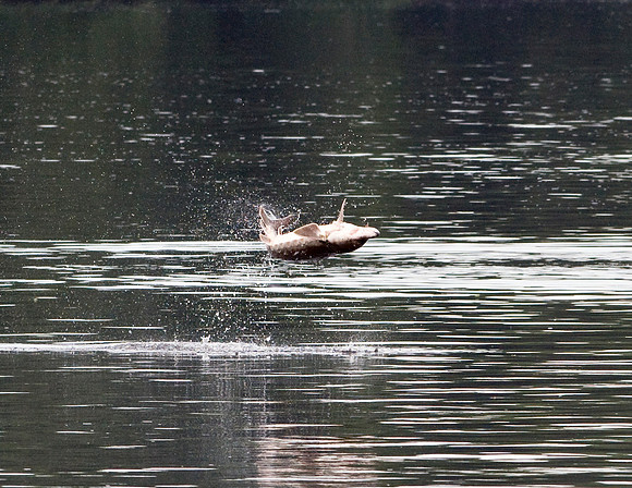 GULF STURGEON