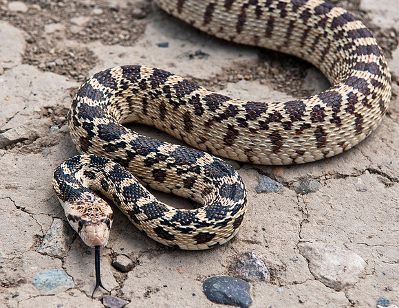GREAT BASIN GOPHER SNAKE