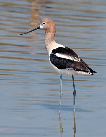 AMERICAN AVOCET