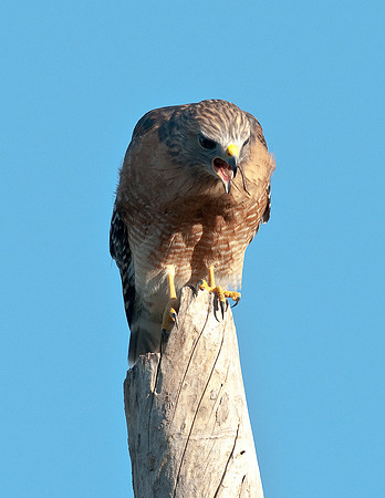 RED-SHOULDERED HAWK