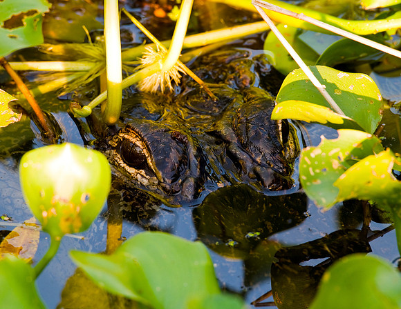 ALLIGATOR MOTHER