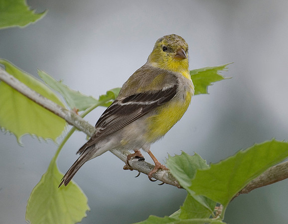 AMERICAN GOLDFINCH
