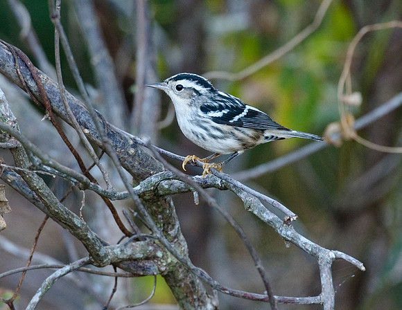 BLACK-AND-WHITE WARBLER
