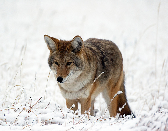 COYOTE