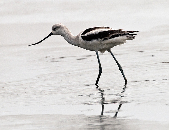 AMERICAN AVOCET