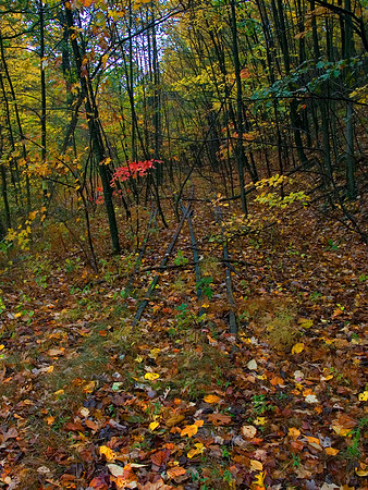 FALL LEAVES