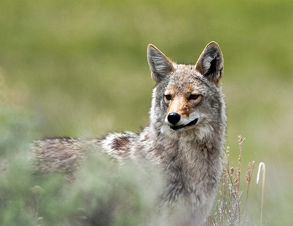 COYOTE
