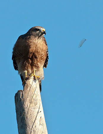 RED-SHOULDERED HAWK