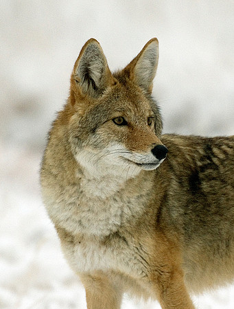 COYOTE