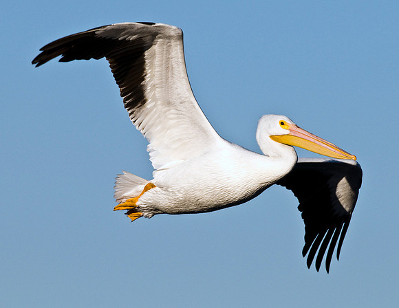 AMERICAN WHITE PELICAN